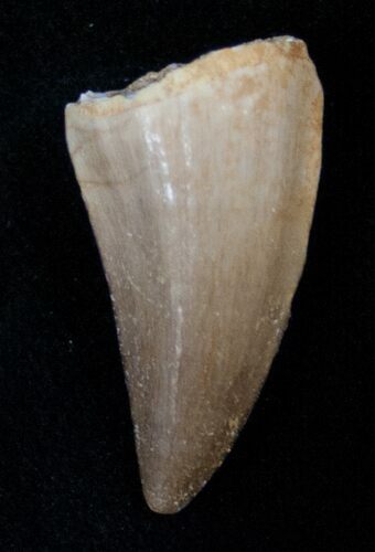 Mosasaur (Eremiasaurus) Tooth #17041